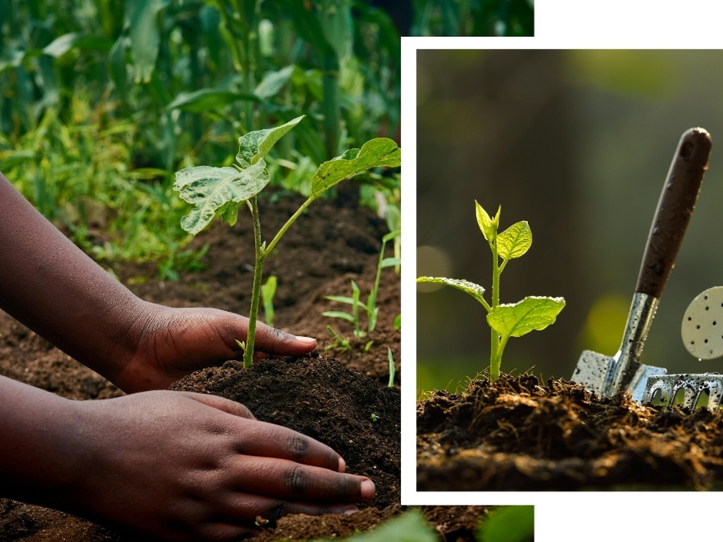 About Molapo Eco Farm