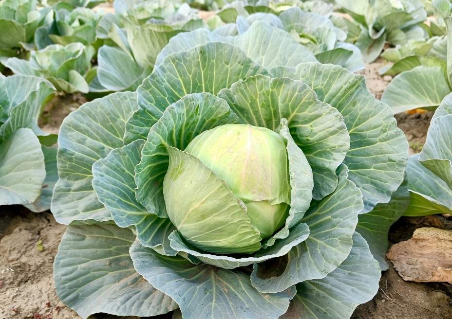 Community Farming